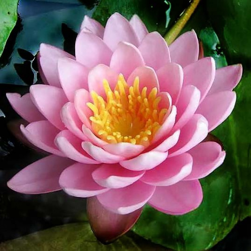  () Nymphaea sp. PINK
